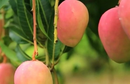 云南華坪：發(fā)展芒果特色產(chǎn)業(yè) 綠了荒山富了百姓