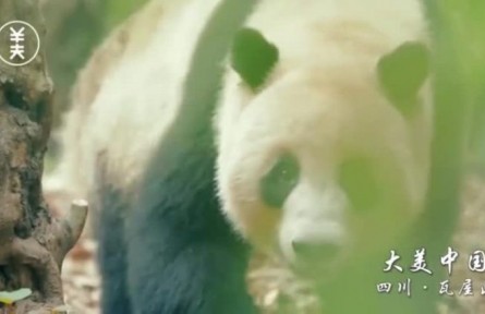 大美中國:四川·瓦屋山