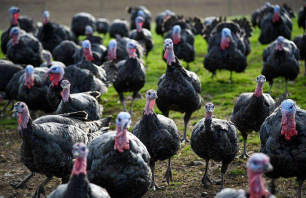 火雞這么貴，真比平時(shí)吃的雞更有營(yíng)養(yǎng)嗎？