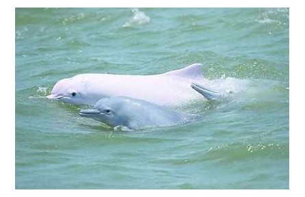 物種故事 | 中華白海豚：我是萌萌的“海上大熊貓”，我需要你的保護