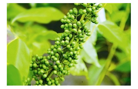 物種故事 | 山蒼子：香氣襲人的天然香包