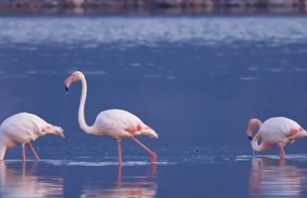 山西運(yùn)城：火烈鳥漫步湖面 鹽湖生態(tài)持續(xù)向好