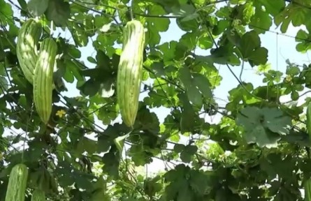 海南：冬季瓜菜陸續(xù)上市 出島產(chǎn)量達(dá)45萬噸