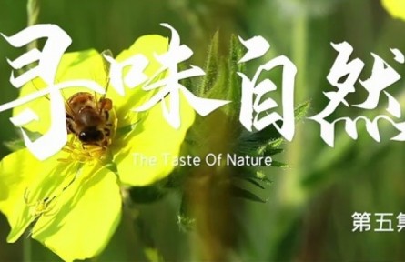 美麗中國(guó)·The Great Beauty of China: The Taste of Nature