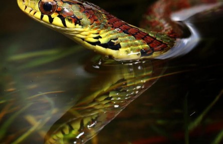 大眼斜鱗蛇：可甜可咸，我是不一樣的煙火