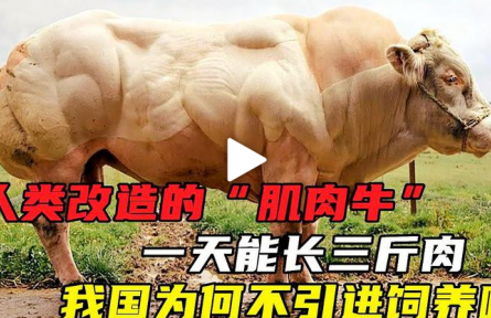 人類改造的“肌肉牛”  一天能長(zhǎng)三斤肉