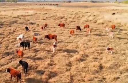 新疆巴州：天蒼蒼，野茫茫，風吹草低見牛羊