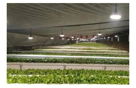 黑龍江哈爾濱：棚室啟動保暖措施 果蔬生機盎然