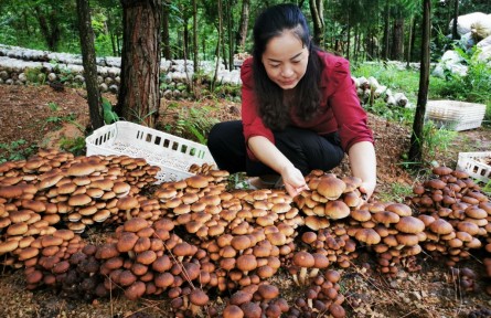 丁德芬家庭：茶樹菇鋪展林下經濟致富路