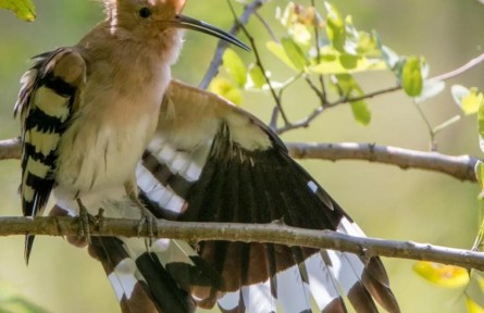 物種故事 | 戴勝：被誤認為啄木鳥的鳥界奇葩