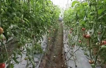 山東昌樂：發(fā)展特色農業(yè) 火山農業(yè)帶動農民增收致富
