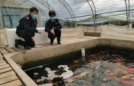 海關(guān)科普：觀賞水生動(dòng)物如何進(jìn)境？