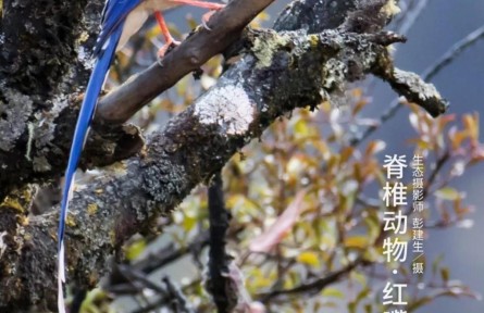 物種故事 | 紅嘴藍(lán)鵲：你的好奇，可能會(huì)害得我“拋妻棄子”