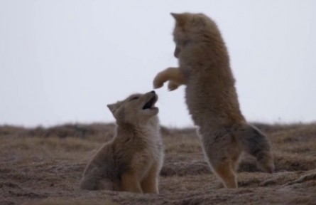 《自然的力量·大地生靈》 第一集 馳騁天地間