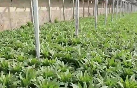 新疆：政策紅利助力新型農(nóng)業(yè)經(jīng)營(yíng)主體發(fā)展