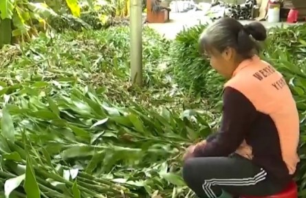 海南?？谙虂泶澹焊毁F竹鋪就致富路 村民生活節(jié)節(jié)高