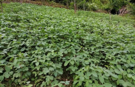 云南怒江獨(dú)龍江鄉(xiāng)：防止耕地“非糧化” 穩(wěn)定發(fā)展糧食生產(chǎn)