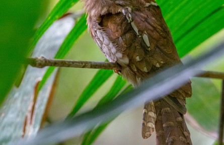 物種故事 | 黑頂蛙口夜鷹：嘴大吃四方