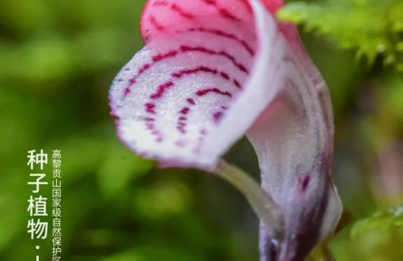 物種故事 | 大理鎧蘭：我這朵“野花”你可不要采！