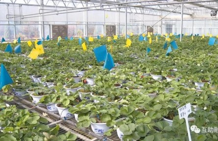 青?；ブ焊咴葺N植帶動農(nóng)民增收致富