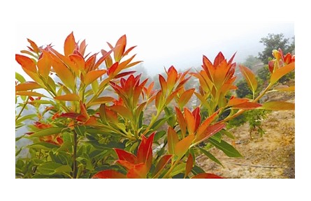 物種故事 | 木荷：我是“木上荷花”，也是生物防火衛(wèi)士