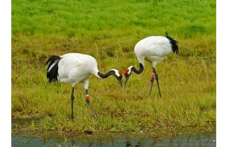 物種故事 | 丹頂鶴：能歌善舞的我，是濕地環(huán)境變化的指示生物
