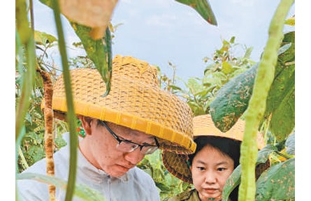 科研人員堅守南繁基地開展農(nóng)作物育種工作：把夢想種進(jìn)這片熱土