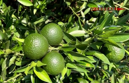 廣東翁源廖曉明：種植茶枝柑制陳皮 帶動村民共發(fā)展