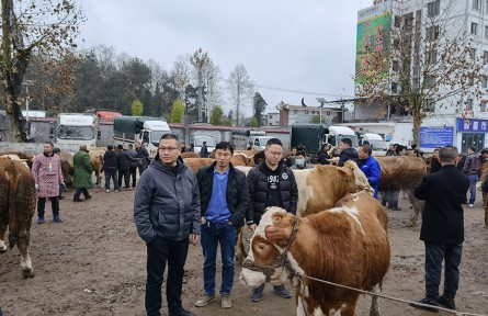 基層干部代祥飛：“一個猛子”扎進(jìn)養(yǎng)牛產(chǎn)業(yè)