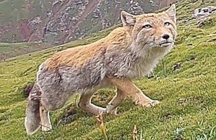 西藏自治區(qū)拉薩市開展生物多樣性調(diào)查，初步新發(fā)現(xiàn)動(dòng)物80種