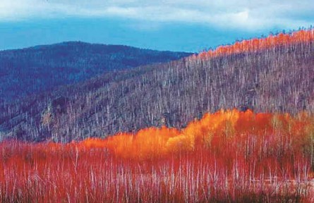 物種故事 | 鉆天柳：夏綠冬紅的我，是冰雪世界中亮麗的風(fēng)景
