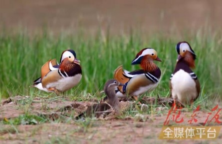 鴛鴦小知識：怎么分辨雌雄，在哪棲息，以何為食