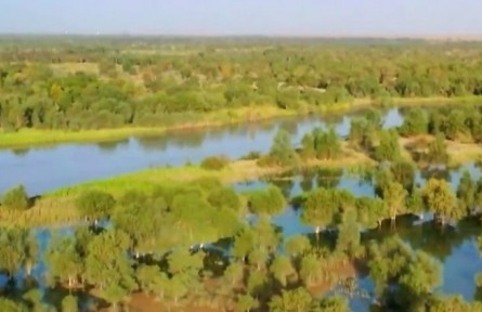 新疆塔里木河流域682萬畝胡楊林恢復(fù)生機(jī)