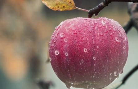 蘋果樹發(fā)生老翹皮、腐爛病應(yīng)如何處理？