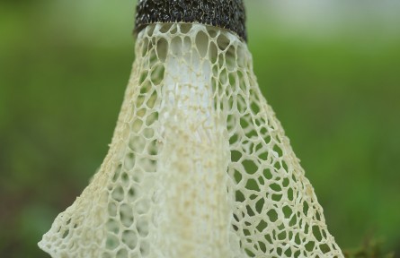 物種故事 | 海棠竹蓀：毒性未知，臭到懷疑人生！