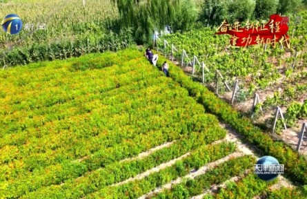 天津：高起點實施種業(yè)振興行動 把飯碗牢牢端在自己手里