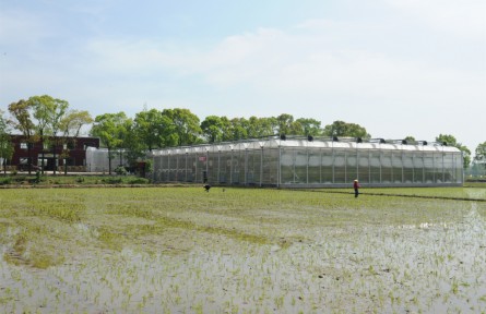 湖南華容：“湘北糧倉(cāng)”糧食生產(chǎn)再探“新高”