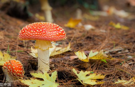 辟謠 | 關(guān)于毒蘑菇的五種錯(cuò)誤說(shuō)法 你信不信？