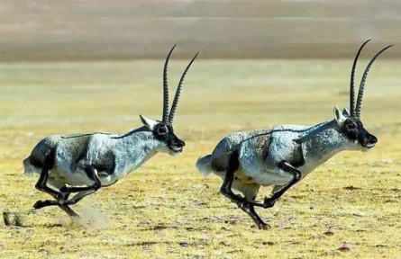 一起來認(rèn)識國家公園區(qū)域的旗艦物種