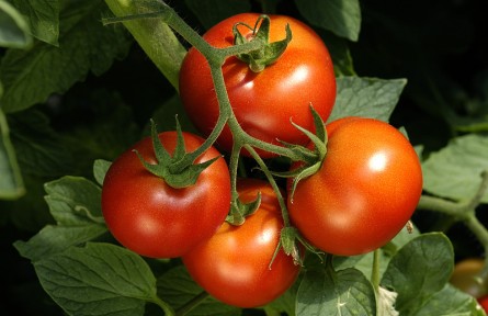 催熟西紅柿對身體有害嗎？