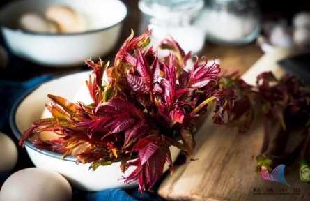 食用香椿真的會致癌嗎？