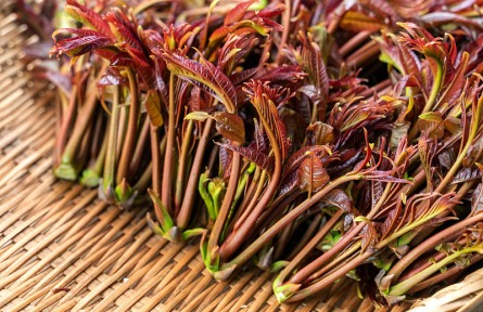 香椿美味營養(yǎng)好卻含有亞硝酸鹽？ 吃香椿前，千萬別忘記這一步