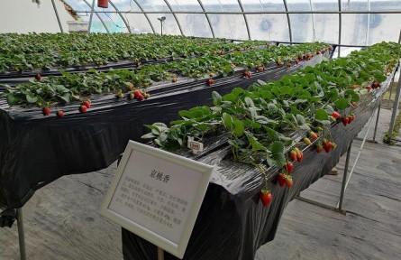 北京昌平86個(gè)草莓品種進(jìn)行試種篩選，豐富品類助農(nóng)增收