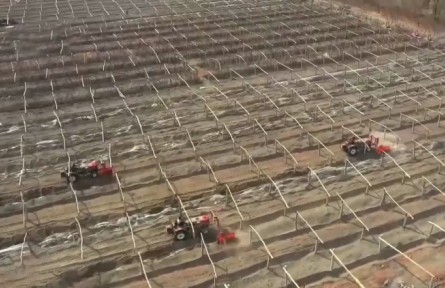 新疆吐魯番：57萬畝葡萄迎來開墩季