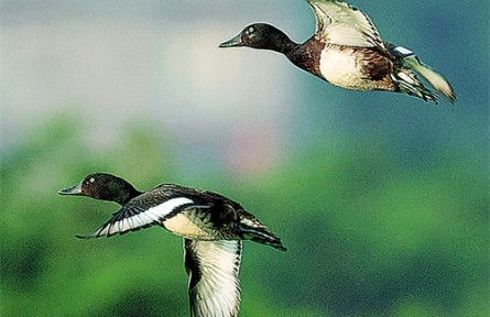 青頭潛鴨：晉升為“國(guó)寶”的鳥(niǎo)中運(yùn)動(dòng)健將