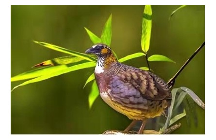 物種故事 | 四川山鷓鴣：“鳥(niǎo)類大熊貓” 營(yíng)巢智慧高