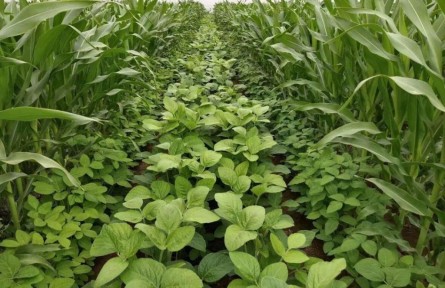 今年山西省實(shí)施大豆玉米帶狀復(fù)合種植82萬(wàn)畝