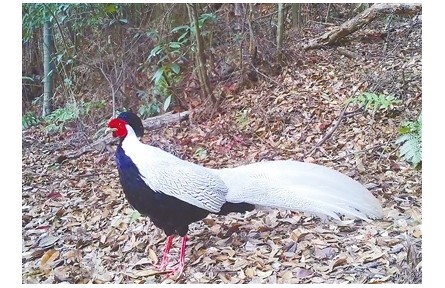 國(guó)家二級(jí)保護(hù)動(dòng)物白鷴的“生活照”