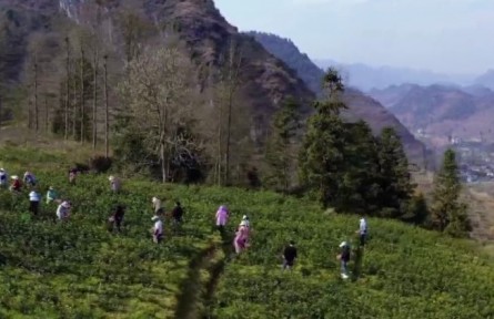 貴州：各地茶園吐新綠 春茶采摘正當(dāng)時