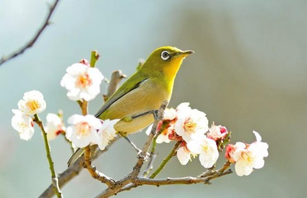 春分：燕子來時(shí)，陌上花開
